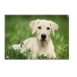 SOUS-M. ENF. VELOFLEX 40X60CM CHIEN