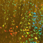 PAPIER CADEAU NOEL BSB