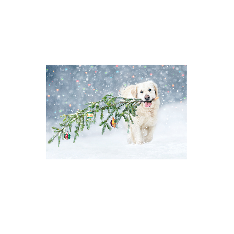 CARTE VOEUX NOEL BSB NATURE CARD