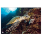 SOUS-M. ENF. VELOFLEX 40X60CM TORTUE