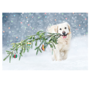 CARTE VOEUX NOEL BSB NATURE CARD