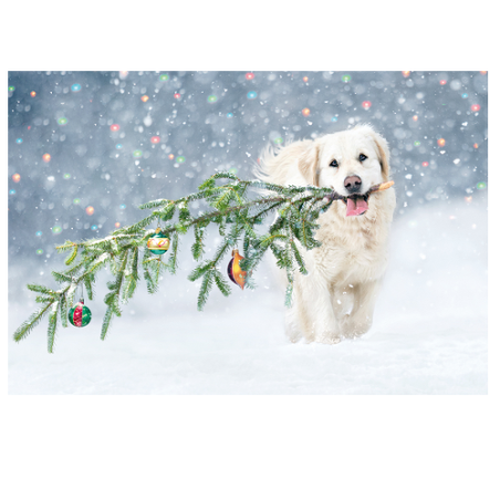 CARTE VOEUX NOEL BSB NATURE CARD