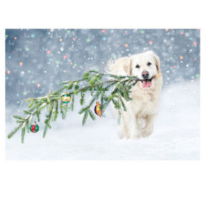 CARTE VOEUX NOEL BSB NATURE CARD