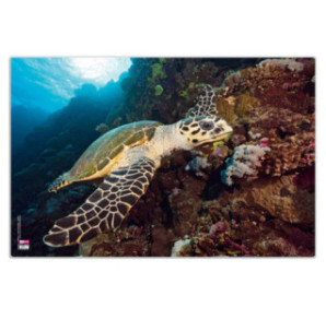 SOUS-M. ENF. VELOFLEX 40X60CM TORTUE