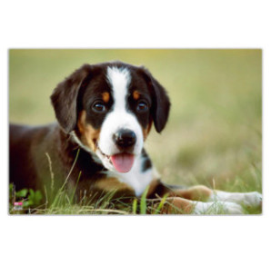 SOUS-M. ENF. VELOFLEX 40X60CM CHIEN